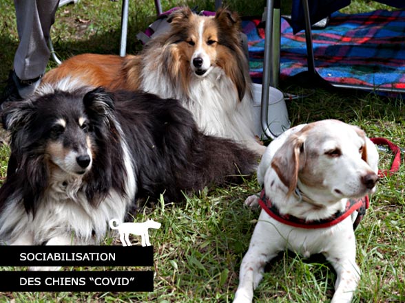 Sociabilisation des Chiens Covid
