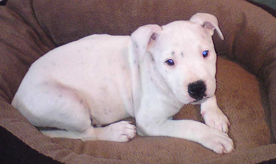 Staffordshire Bull Terrier - Chien Interdit en Valais