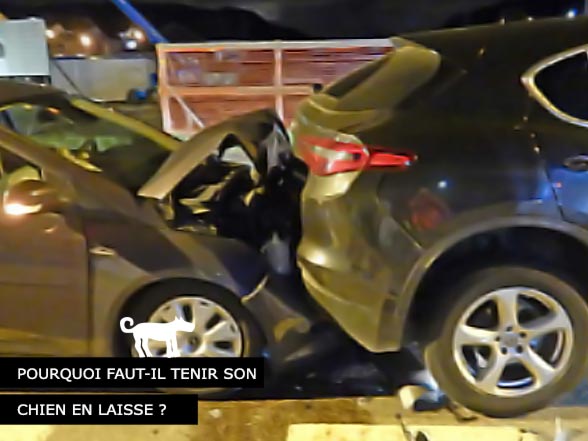 Tenir son chien en laisse