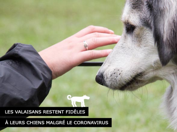 Les Valaisans restent fidèles à leurs chiens