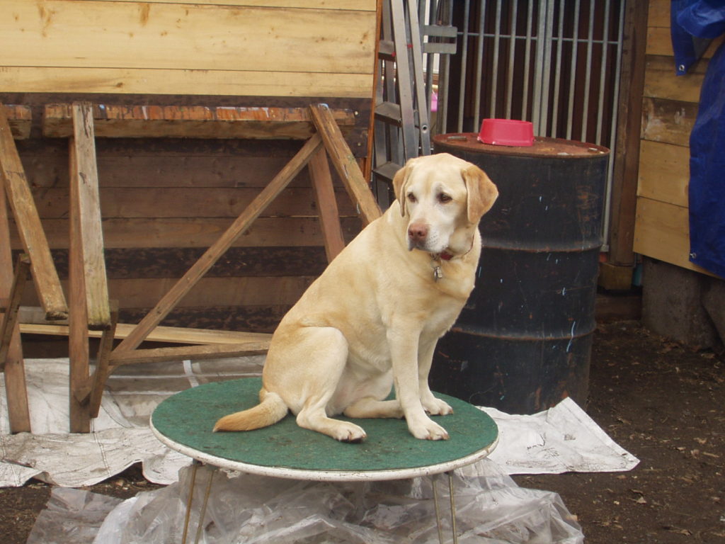 photo de golden retriever