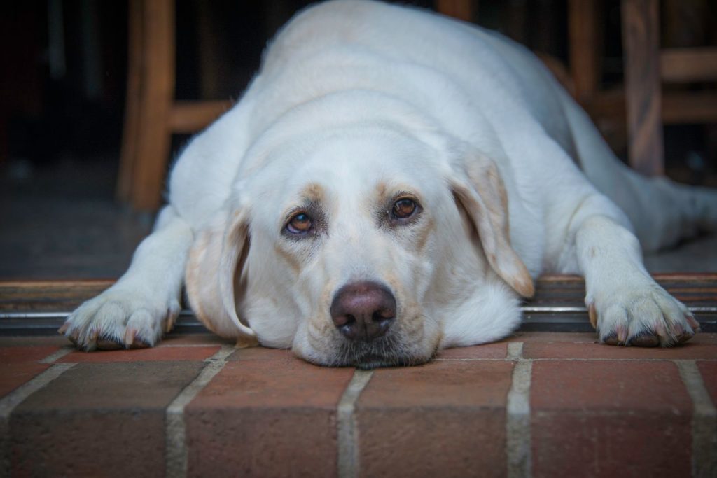 photo de chien obèse