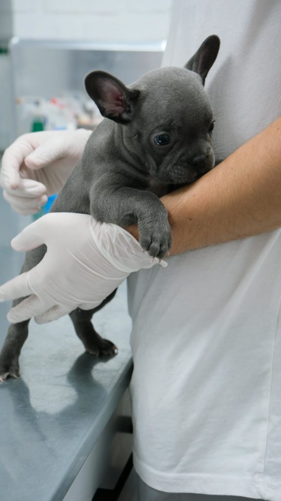 image d'un vétérinaire, s'occupant d'un chien.