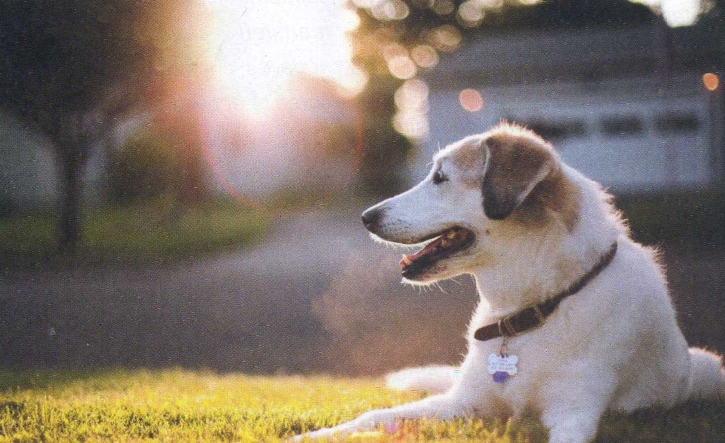animaux chaleur été conseils chien couché herbe