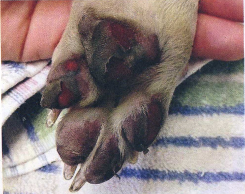 Image de coussinets de chien pour l'article Bitume brûlant