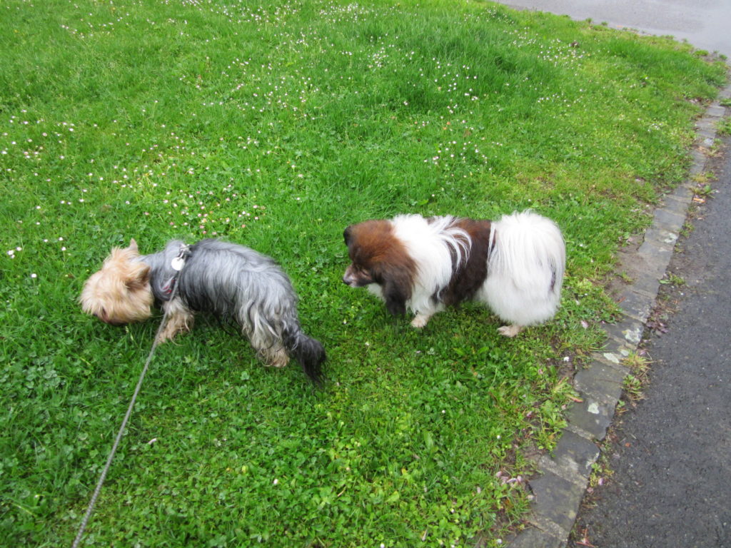 Chien en laisse se promenant
