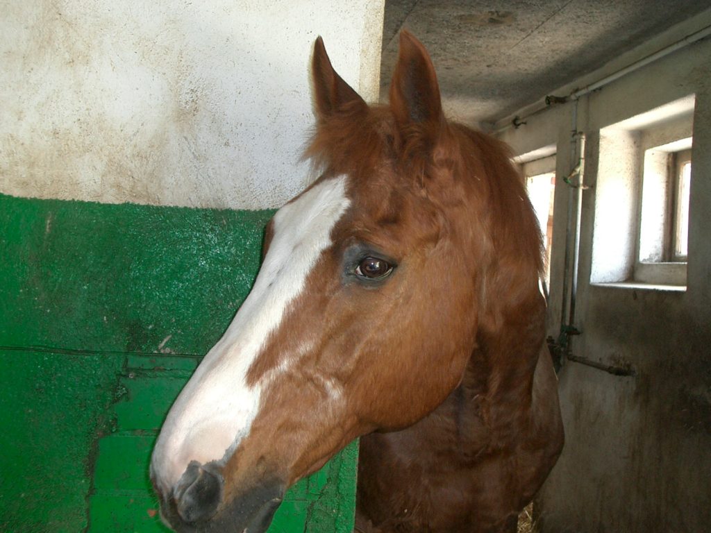 Portrait de Jerry