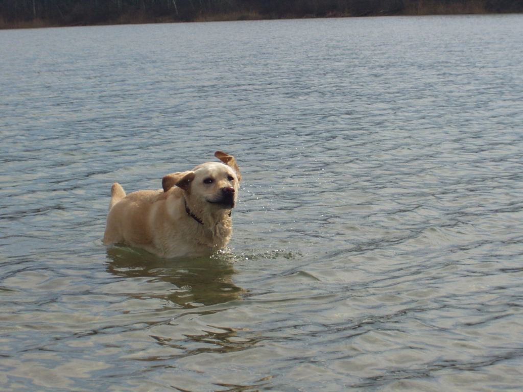 Photo de Kimmie dans l'eau