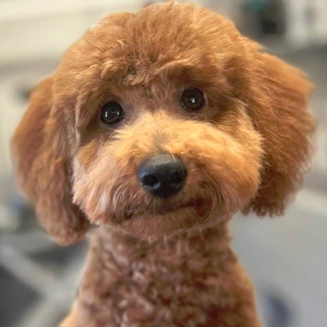 Portrait du chien Milo